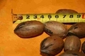 Pecan nuts Orgnic Italy kg 4 offer including shipping euro 64